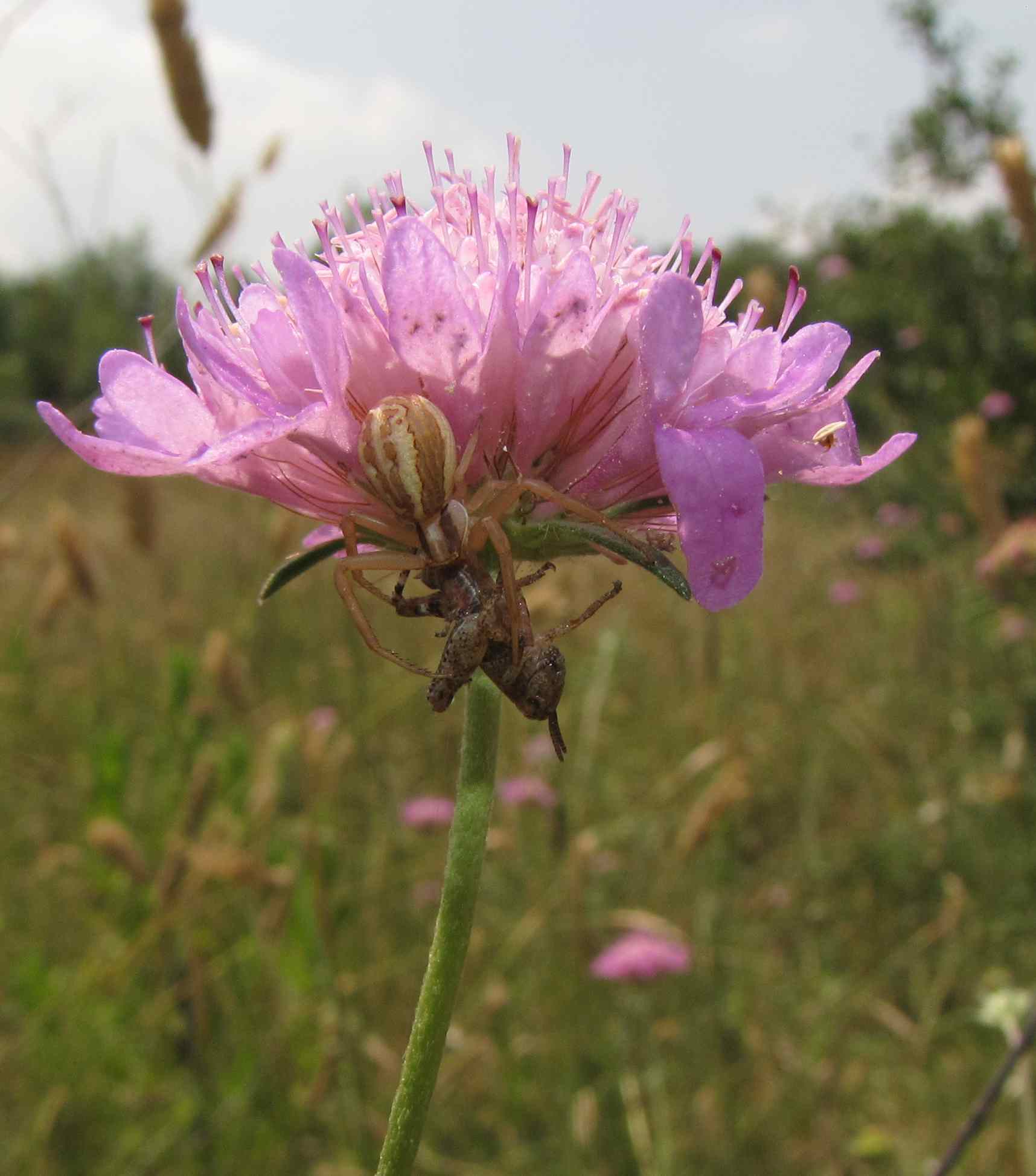 Runcinia grammica